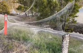 'عناكب نهاية العالم' تروع سكان منطقة أسترالية