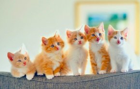 مقهى في ولاية أميركية يستقبل القطط المتشردة