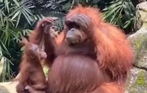 بالفيديو..مشهد طريف لقرد يرتدى نظارة شمسية في حديقة حيوانات بإندونيسيا
