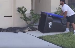 أمريكي ينقذ جيرانه من تمساح شارد بواسطة 'حاوية قمامة'