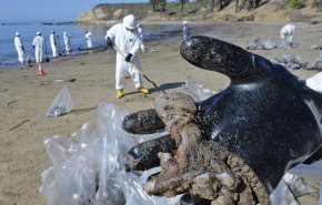 فاجعه زیست محیطی در آبهای ساحلی کالیفرنیا