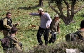 عشرات المستوطنين الصهاينة يهاجمون قاطفي الزيتون في جنوب نابلس
