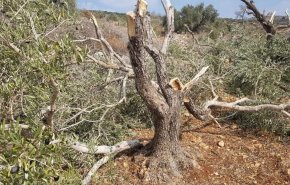 مستوطنون يقتلعون 100 شجرة زيتون في الخليل