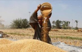 احتياطي مصر من القمح.. كم مدة يسد حاجاتها؟