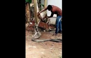 فيديو.. هندي يحمم ثعبان كوبرا ضخما ويروي ظمأه