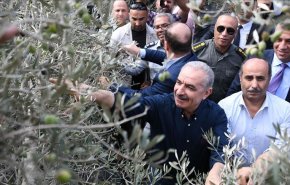 نخست وزیر فلسطین: اسرائیل ۲ میلیون و ۵۰۰ هزار درخت را قطع کرده است