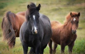 'أصل الخيول' الذي حيّر العلماء.. دراسة حديثة تزيل الغموض