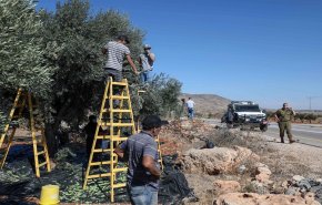 شاهد.. الاحتلال يمنع سفير جنوب إفريقيا من المشاركة بموسم قطف الزيتون شرق في بيت لحم