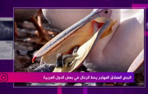 البجع العملاق المهاجر يحط الرحال في بعض الدول العربية