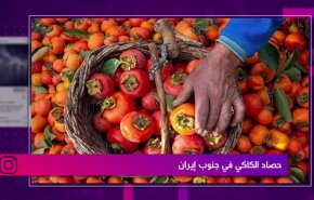حصاد الكاكي في جنوب إيران