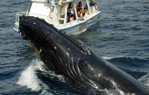 مشهد مرعب.. سرب من الحيتان يحاصر قاربا (فيديو)