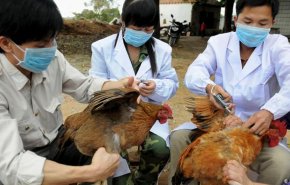 الصين تعلن رصد حالة إصابة بانفلونزا الطيور 'H5N6'