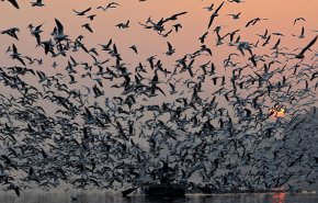 بالفيديو: استعراض مذهل للطيور في السماء...