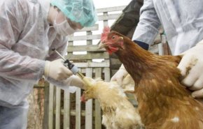 باحثون: أوروبا تشهد أسوأ تفش لأنفلونزا الطيور على الإطلاق