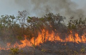 مستويات قياسية للحرارة وحرائق الغابات في الأمازون