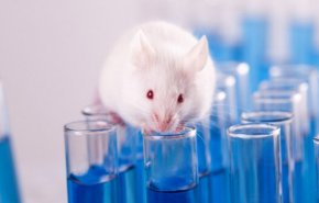 رأی‌گیری در سوئیس برای ممنوعیت آزمایش بر روی حیوانات