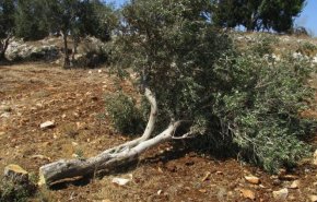 مستوطنون صهاينة يقتلعون أشجار الزيتون في الضفة الغربية