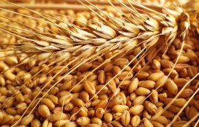الجزائر تؤكد امتلاكها مخزون كاف من الحبوب لنهاية العام