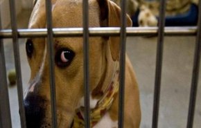 ايران... إنقاذ كلب عالق وسط طريق سريع