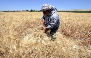 في ظل الأزمة العالمية.. سوريا تكشف عن مخزونها من القمح