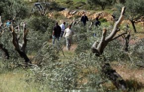 حمله وحشیانه شهرک‌نشینان به باغات و خودروهای فلسطینیان