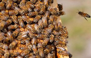 شاهد:النحلة الذكية التونسية تنقذ باقي النحل في العالم 