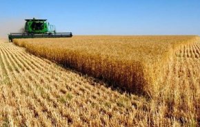سوريا: إنتاجنا من القمح هذا العام 1.7 مليون طن ونحتاج إلى 3.2 مليون طن