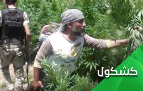 'النصرة' .. زراعة وتجارة الموت شمال غرب سوريا