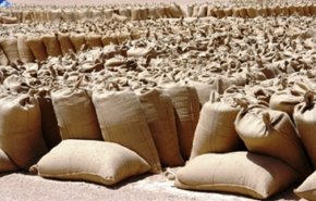 العالم يبحث عن القمح.. وأطنان عالقة في بيوت السودانيين