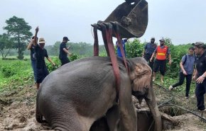 تايلاند..إنقاذ أنثى فيل وابنها من حفرة بمحافظة ناخون نايوك وسط البلاد 