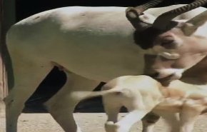 بالفيديو.. حديقة حيوانات أمريكية تحتفل بمولود جديد لظبي نادر