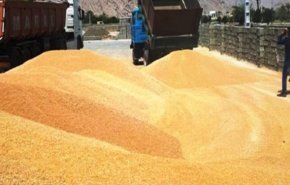 الزراعة الايرانية: مشتريات القمح المحلي لامست 7 ملايين طن