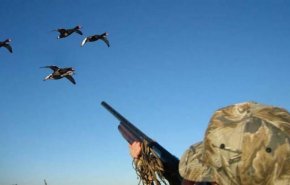 خطر يهدد عشاق طيور الصيد.. لحوم محشوة بشظايا الرصاص