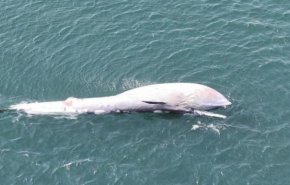 شاهد.. رصد حوت نافق على شاطئ سيلين في قطر