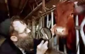 بالفيديو.. ما سبب انشغال كيان الاحتلال بالحديث عن 'البقرة الحمراء'؟