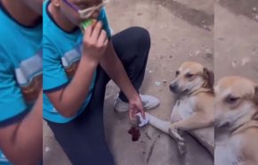 شاهد.. ماذا فعل طفل مصري مع كلب مصاب في قدمه؟