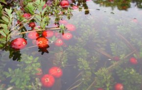 لماذا يتم حصاد توت البري في الماء، و ماهي فوائده؟