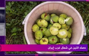 حصاد التين في شمال غرب ايران