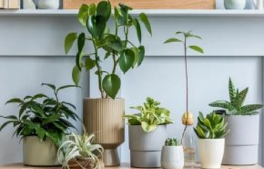 8 نباتات منزلية تجلب الرخاء والحظ السعيد