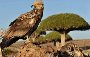 الإمارات تسرق 