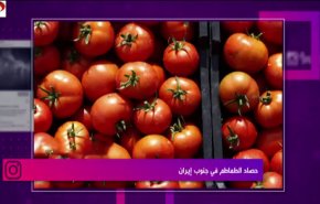 حصاد الطماطم في جنوب إيران