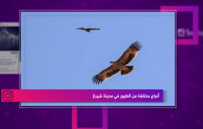 أنواع مختلفة من الطيور في مدينة شيراز