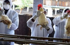 گزارش وال استریت ژورنال از خسارات آنفلوانزای مرغی در آمریکا 