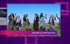 التواصل..مزارع زهرة النرجس في شمال ايران