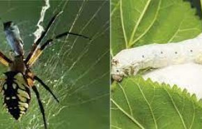 اكتشاف كريم من مستخلص العنكبوت ودودة القز لمعالجة البشرة