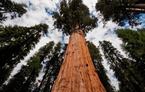 شجرة عمرها 5 آلاف سنة في تشيلي تروي تاريخ التغير المناخي