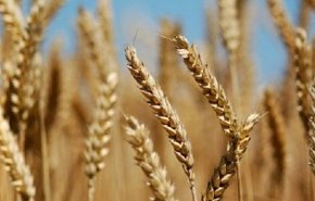 12 مليون طن.. الحجم المتوقع لإنتاج القمح الايراني في 2023