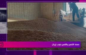 حصاد الشعير والقمح جنوب إيران