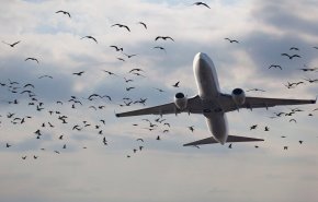 الطيور تهاجم الطائرات في مطار أورلي الفرنسي
