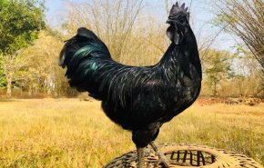 ما قصة الدجاج الأسود الإندونيسي؟
